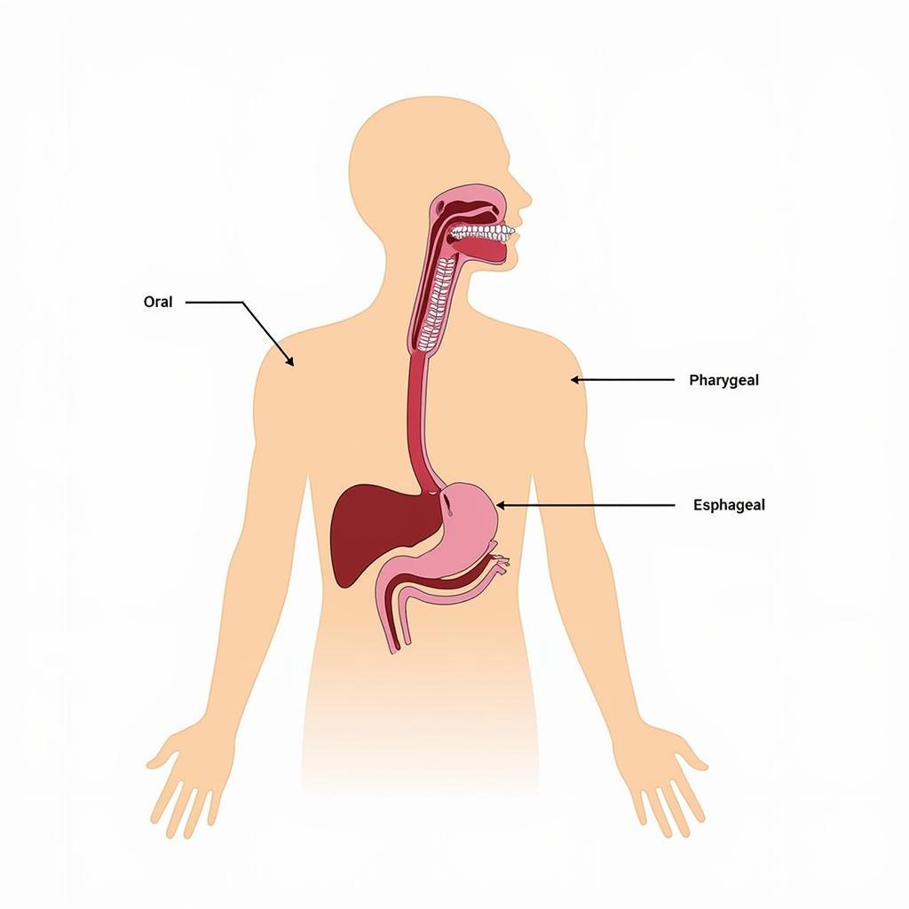 Cơ Chế Nuốt Giải Phẫu